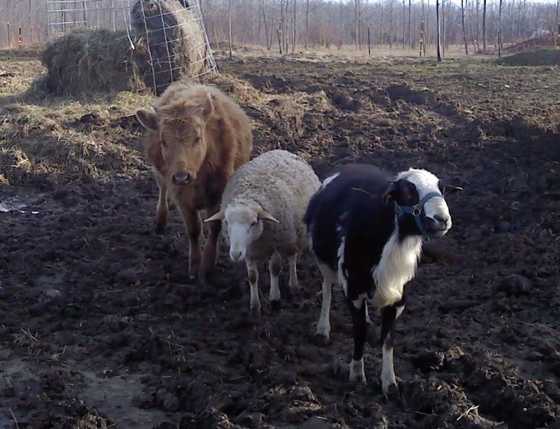 How old is this dexter? and when to breed. - Cattle