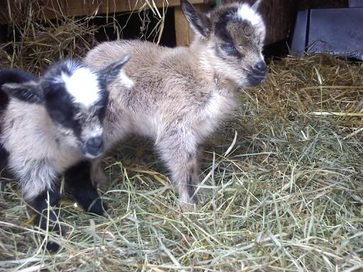 Baby pics :) - Goats