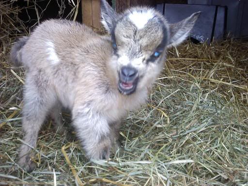 Baby pics :) - Goats