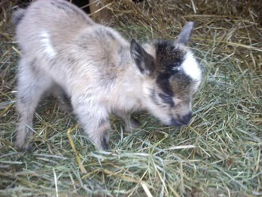 Baby pics :) - Goats