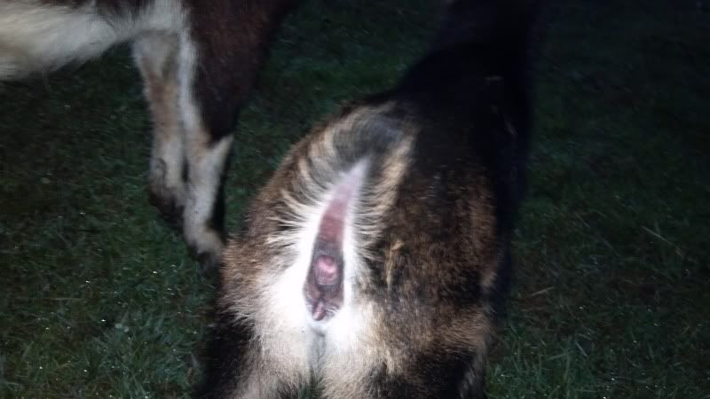 I have a possible hermie - Goats