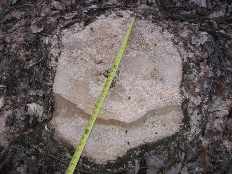 tree id and value? - Homesteading Questions