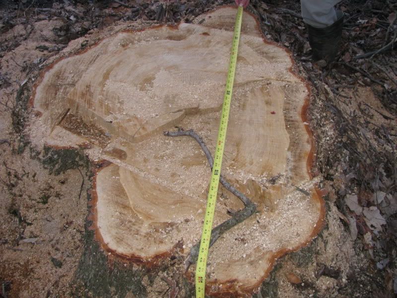 tree id and value? - Homesteading Questions