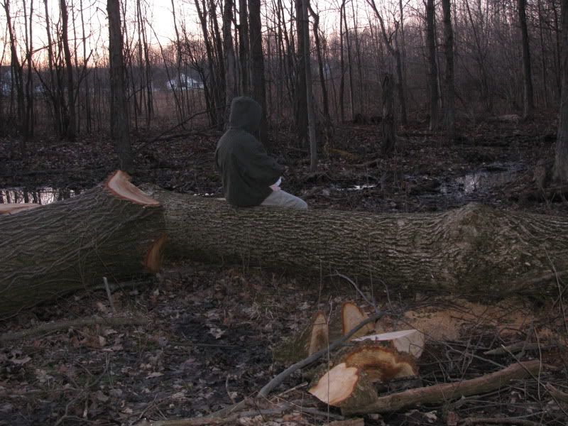 tree id and value? - Homesteading Questions