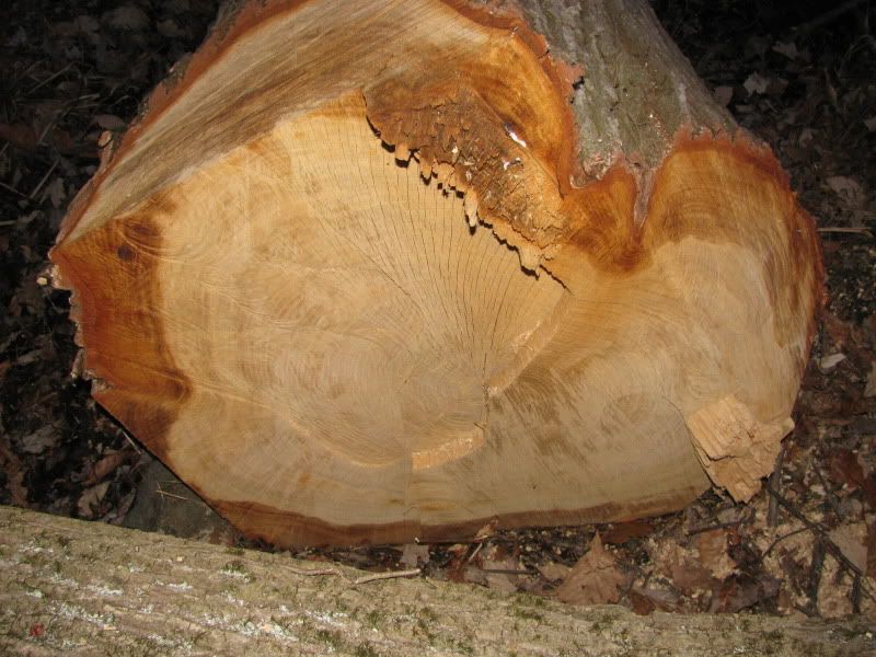 tree id and value? - Homesteading Questions