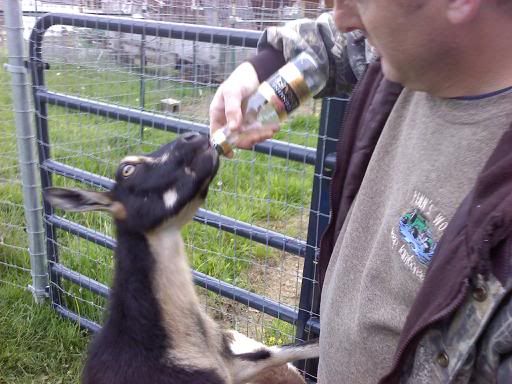 Goats & Beer - Goats
