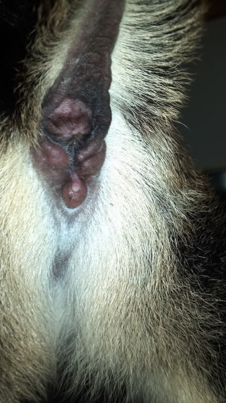 I have a possible hermie - Goats