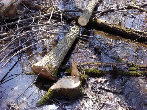 tree id and value? - Homesteading Questions