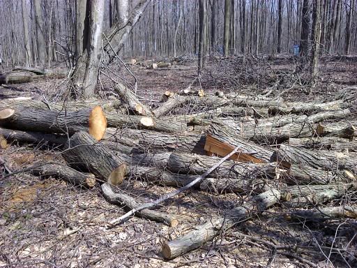 tree id and value? - Homesteading Questions