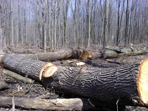 tree id and value? - Homesteading Questions
