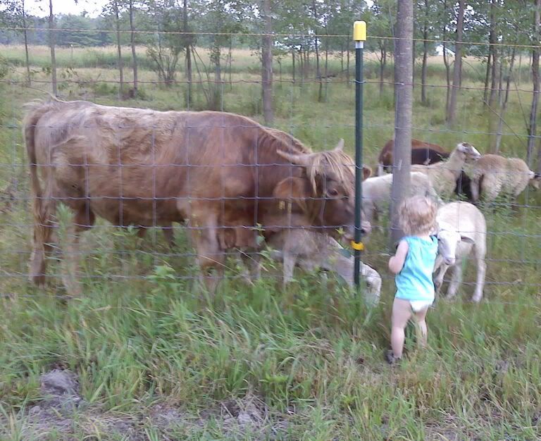 Brahma bull - Cattle