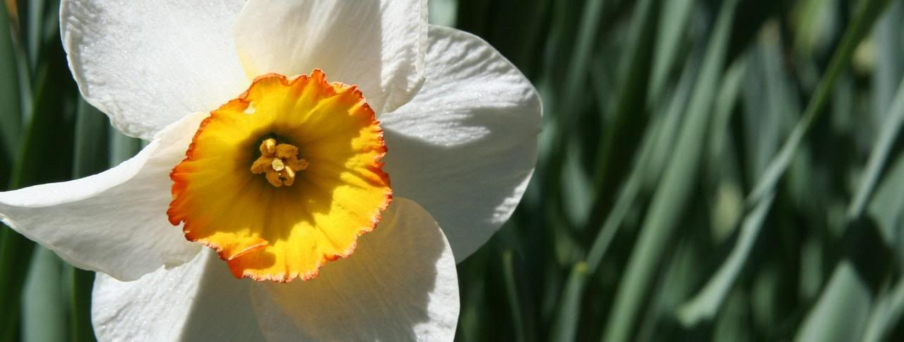 Daffodil1.jpg