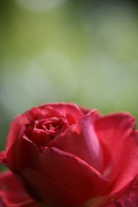 Rose021.jpg