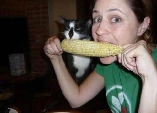 8320Cats20Love20Corn.jpg