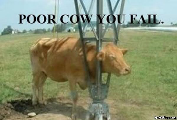 Fail_Cow.jpg