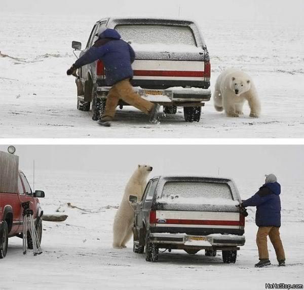 Polar_Bear_Is_Hungry.jpg