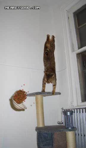 kittyacrobat.jpg
