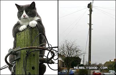 powerlinekitty.jpg
