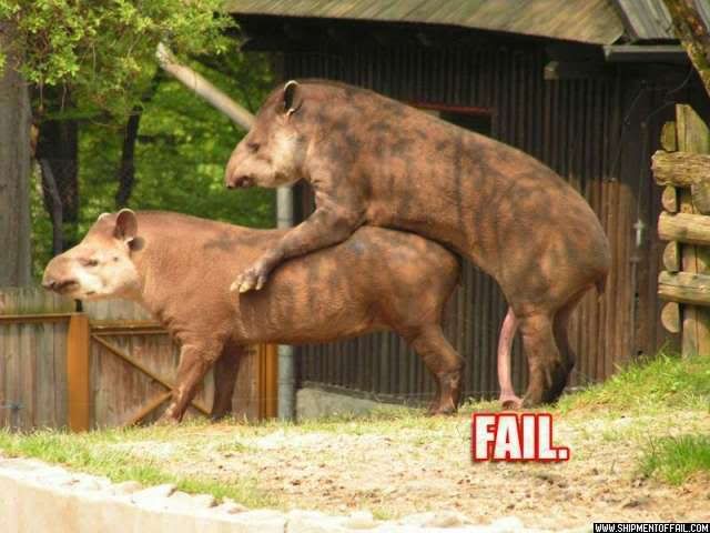 tapirfail.jpg