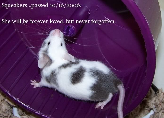 In loving memory of Squeakers