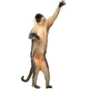 Animated_dance_monkey_dance.gif