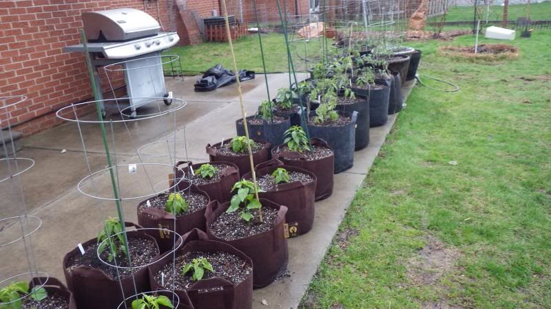  photo backyard007.jpg