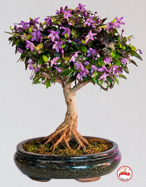  photo bonchi_bosse3.jpg