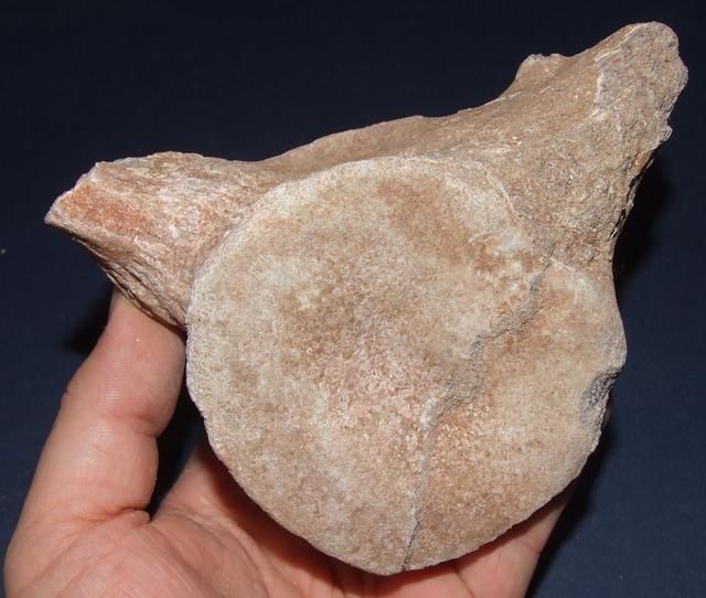 Fossil Vertebrae