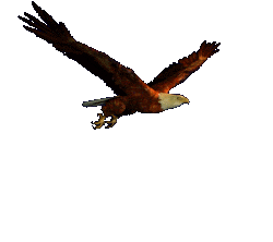 eagle-wingssmall.gif picture by roosvansaron