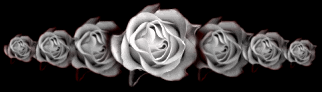White Roses Pictures, Images and Photos