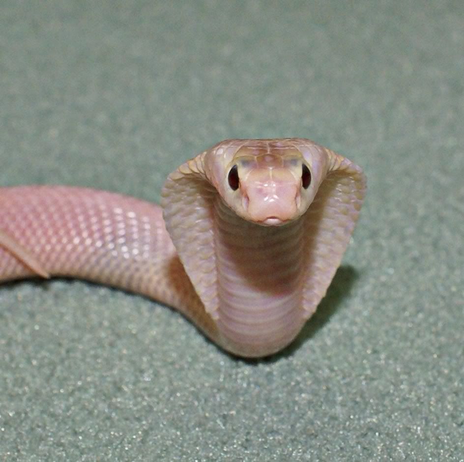 White-lipped Cobra