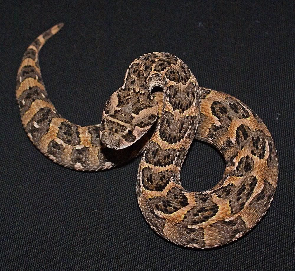 Puff Adder Pics - Reptile Forums