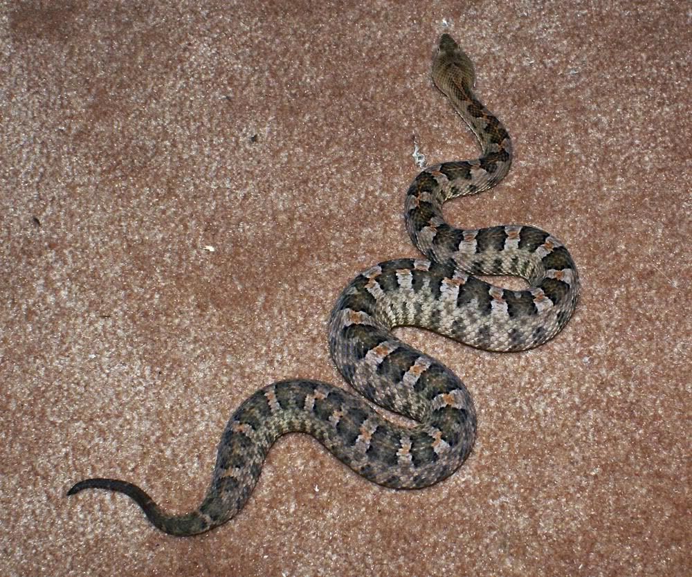 panamint rattlesnake