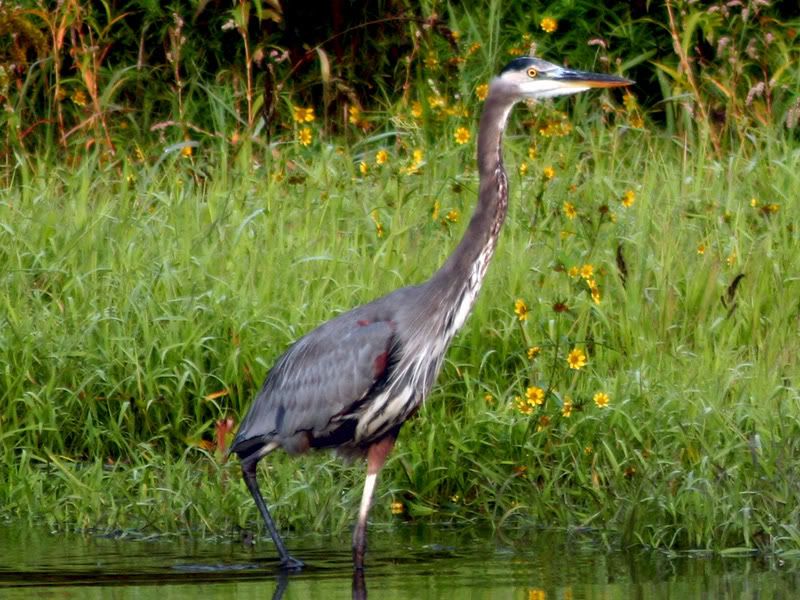 IMAGE: http://i128.photobucket.com/albums/p185/PTaHoffman/Birds/3theheronnow.jpg