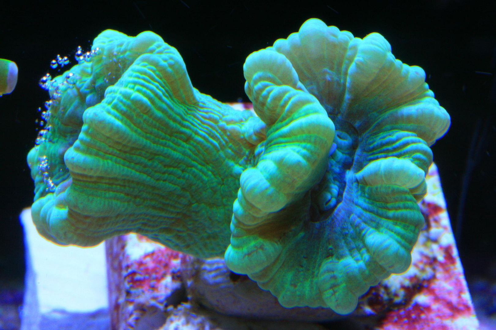 Marine coral, Candy cane coral,Bright green trumpet coral,LPS eBay