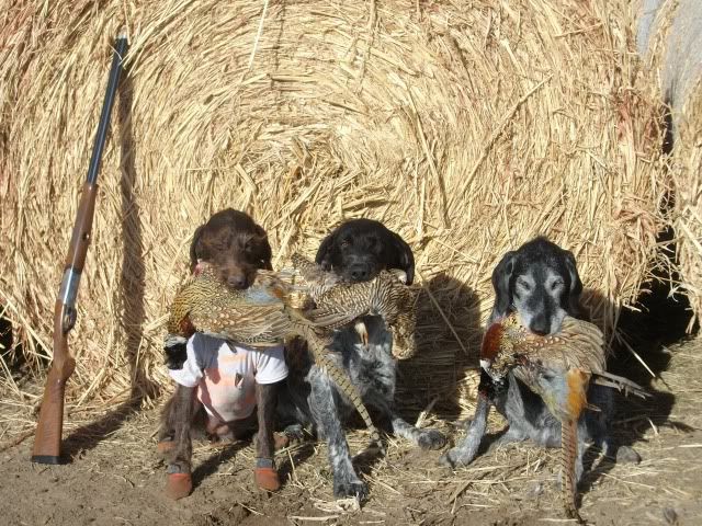 Shotgunworld Com German Shorthaire Pointers As Retreivers In