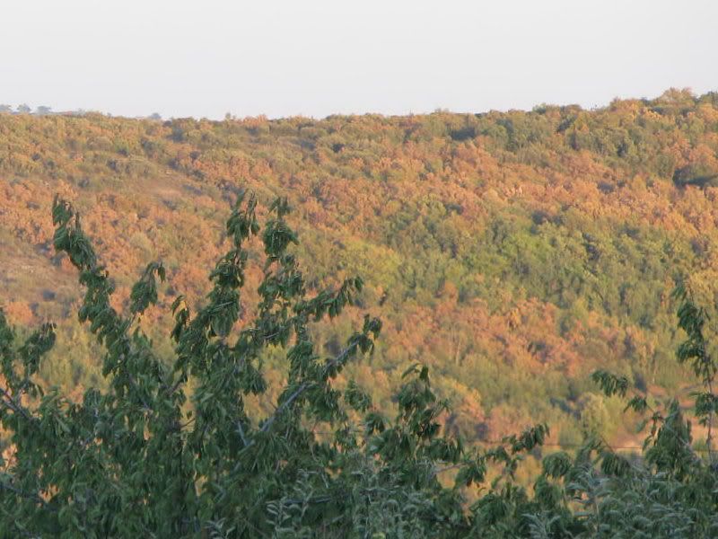 IMG_6463.jpg