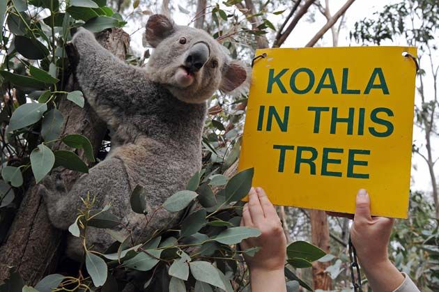 koala-in-this-tree-getty-630.jpg