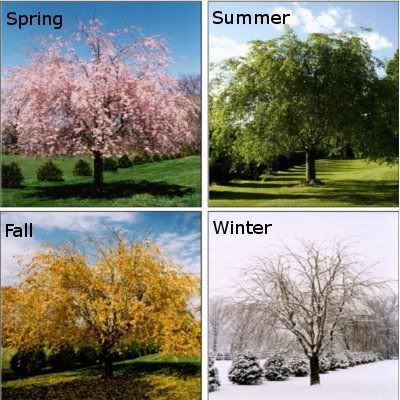 the 4 seasons Pictures, Images and Photos