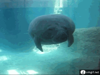 Manatee-Face-bump_zpsf5848694.gif~original