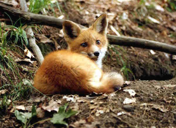 Babyfox.jpg