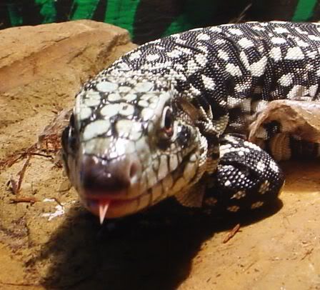 TegueatingholdingTegu002.jpg