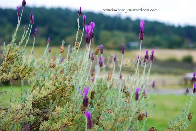  photo lavender-sanjuanisland-homeisblog_zps0f4c7e50.jpg