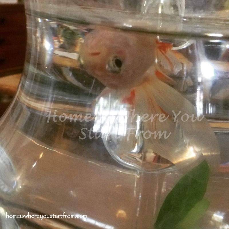  photo upsidedown-goldfish-homeisblog_zpslgpbpmkl.jpg