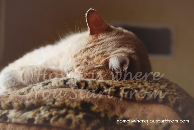  photo whiskers-homeisblog14_zps9a74c65a.jpg