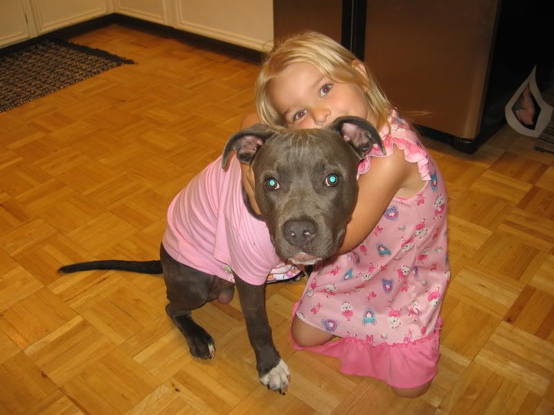 pit bull Pictures, Images and Photos