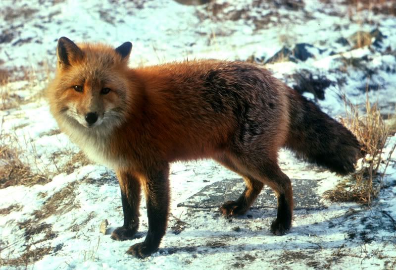 fox animal fashion