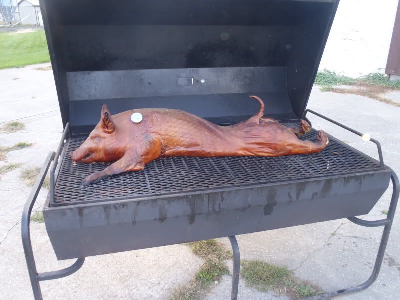 Porky Pig roasting away Pictures, Images and Photos