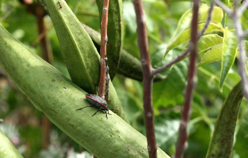 IMAGE: http://i128.photobucket.com/albums/p191/atexaschipper/Shieldbug.jpg