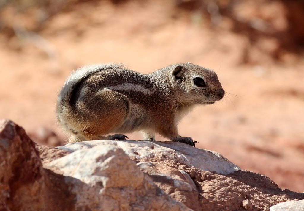 IMAGE: http://i128.photobucket.com/albums/p191/atexaschipper/Vegas20121260a_zpsbfa302d5.jpg